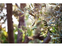 Nace el Grupo Operativo del Olivar en Galicia OLIGALICIA para mejorar la producción de sus olivares