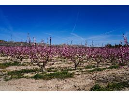 Nace la asociación nacional de productores de almendra ecológica, con sede en Cuenca
