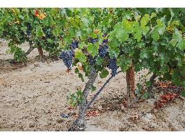Navarra se posiciona como líder en vinos rosados y Garnachas
