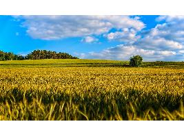 Ocho CCAA ya han pago más adelanto de la PAC 2022 que en todo 2021: Los agricultores reciben 4.301 millones del Feaga