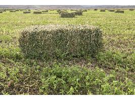 Los fabricantes de alfalfa prevén un aumento del 15% en la producción de forrajes por las ventajas de la PAC si se opta por cultivos mejorantes