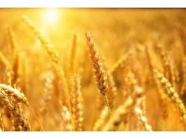 Pedro Barato : Los ecoesquemas tienen que recoger la diversidad agraria en España