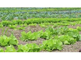 Planas defiende la inclusión del agricultor a tiempo parcial como receptor de ayudas de la PAC al considerarlo ‘agricultor profesional’
