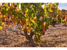 Planas descarta un arranque de viñas en España como el que hará Francia porque «cada país tiene su propia problemática y soluciones»