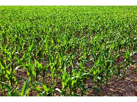 Planas: la ampliación de la representatividad agraria entrará en vigor lo antes posible