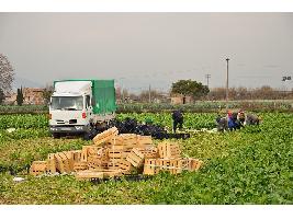 Planas ratifica que los agricultores a tiempo parcial o de manera complementaria no tendrán que darse de alta como autónomos