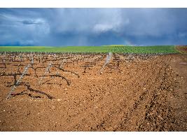 Plantean la necesidad de reestructurar las plantaciones de viñedo ya que sobra viña para producir tinto y falta viñedo para blanco y cava
