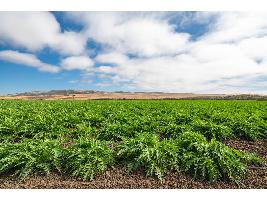 Propuesta formal a la CE para que prorrogue las medidas de autorización excepcional de cultivo de barbechos y en la rotación de cultivos