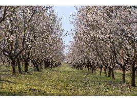 Publicado un nuevo listado de 1.796 agricultores de frutales y frutos de cáscara que podrán recibir una ayuda extraordinaria por un total de 2,3 millones de euros