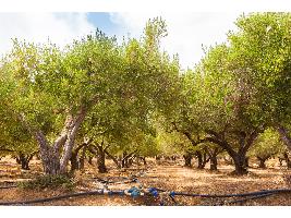 Regar menos los olivos pero de forma controlada permite ahorrar un 50% de agua sin disminuir la producción