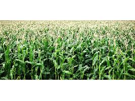 Regiones de la PAC: Andalucía incrementa su presión para que las regiones agroecológicas coincidan con la productivas