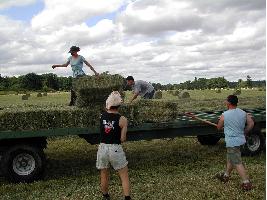 Relevo Generacional: El primer «erasmus agrario» permitirá a jóvenes agricultores y ganaderos viajar y formarse en “explotaciones modelo”