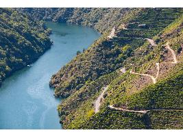 Ribeira Sacra cosecha una añada excepcional