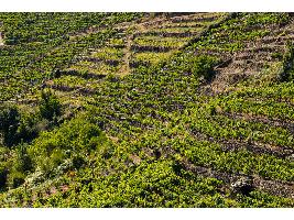 Ribeira Sacra: embajadora de los vinos gallegos en París
