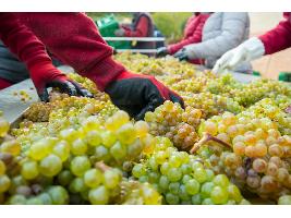 Ribera del Duero cierra una vendimia en la media y se recupera en las ventas