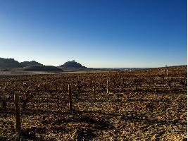 Ribera del Duero investiga variedades de uva en viñedos antiguos para mejorar sus vinos