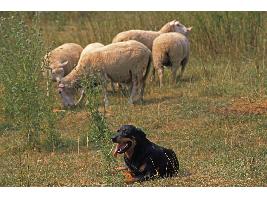 Satisfacción porque la cordura se ha impuesto en la Ley Animal al dejar fuera animales de trabajo en las explotaciones y perros de caza