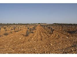 Se abre el debate sobre las medidas estructurales del sector vitivinícola que incluye el arranque o una reestructuración selectiva del viñedo