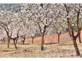 Sector de frutos secos prevé una cosecha de almendra muy superior a la de los últimos cuatro años