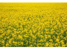 “Si crees que vas a obtener producción de colza sin abonar, es mejor que no siembres”