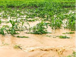 El Ministerio de Agricultura, Pesca y Alimentación abona 1.081 millones de euros a 98.049 agricultores y ganaderos afectados por las borrascas