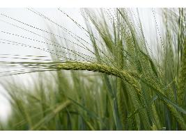 Suben ligeramente los cereales en la lonja del Ebro mientras se espera un incremento en los forrajes de segunda