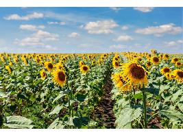 Subida de 5 € del girasol alto oleico en Sevilla, donde repuntan 3 € los cereales