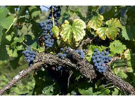 Suiza importa más vino español en 2022, y menos italiano y francés