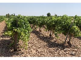 Todas las autorizaciones para nuevas plantaciones de viñedo o replantaciones se prorrogarán hasta el 31 de diciembre de 2022