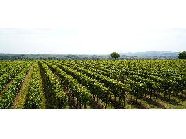 Un buen primer trimestre de 2021 marca la recuperación del comercio mundial de vino