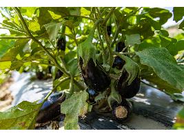 Un equipo internacional descubre el gen para conseguir berenjenas o rosas sin espinas