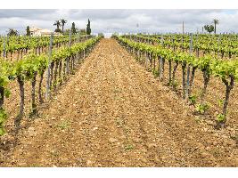 Un monovarietal de garnacha tinta amparado bajo el sello de la DO Terra Alta