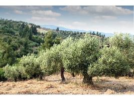 Un proyecto de bioeconomía circular busca dar nuevo uso a los residuos del olivar
