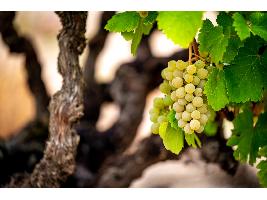 Un proyecto de I+D avanza en la mejora de la longevidad y la capacidad de envejecimiento de los vinos de la variedad verdejo de la D.O. Rueda