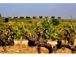 Una aplicación permitirá a las bodegas gestionar mejor las viñas para hacer frente al cambio climático