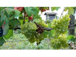 Una inversión millonaria para el futuro del vino gallego