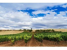 Valoran positivamente las medidas planteadas por Bruselas para salvar al vino europeo pero reclaman un presupuesto europeo para realizarlas