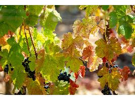 Zaragoza lanza ambicioso proyecto para ser Capital Mundial de la Garnacha
