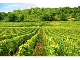  El Ministerio de Agricultura, Pesca y Alimentación distribuye las autorizaciones para nuevas plantaciones de viñedo en 2020
