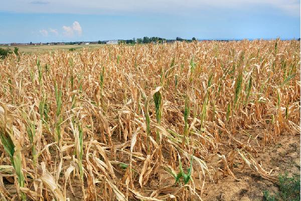 Agroseguro abona 112,6 millones en indemnizaciones a productores asegurados de cultivos herbáceos por los siniestros provocados por la sequía