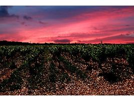 Andalucía respalda la reestructuración y reconversión de viñedos con 2,2 millones de euros en ayudas.