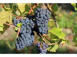 Arranca la temporada de vendimia en DO Almansa con una altísima calidad de uva en los viñedos