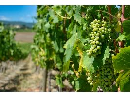 ASAJA Ciudad Real espera un aumento de los precios de la uva