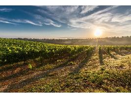 Castilla-La Mancha recibe 16,7 millones de euros para que el sector vitivinícola pueda seguir modernizándose