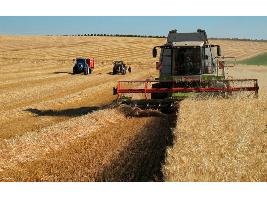Castilla y León logra la segunda mayor cosecha de cereales en 35 años pero con unos precios que no acompañan