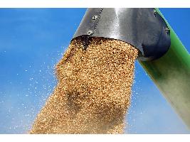 Cooperativas estima que queda entre un 35 y un 40% de cereal por comercializar con las cotizaciones más elevadas de los últimos años.