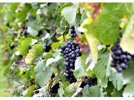 Disminuir un 60% la erosión de los viñedos en pendiente, es posible con cubierta vegetal