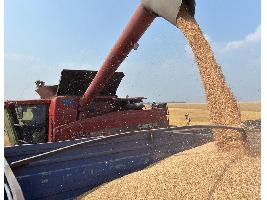 EE.UU. confirma una subida del 5% de la cosecha mundial de trigo, aunque menos de lo previsto inicialmente