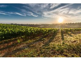 El 96 % de la superficie de viñedo en España está en territorio de alguna denominación de calidad