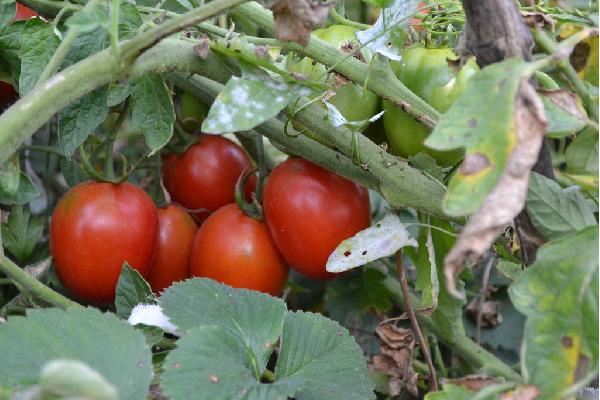 El calor no afecta al tomate extremeño, que prevé una producción normal y con precios superiores a la anterior campaña